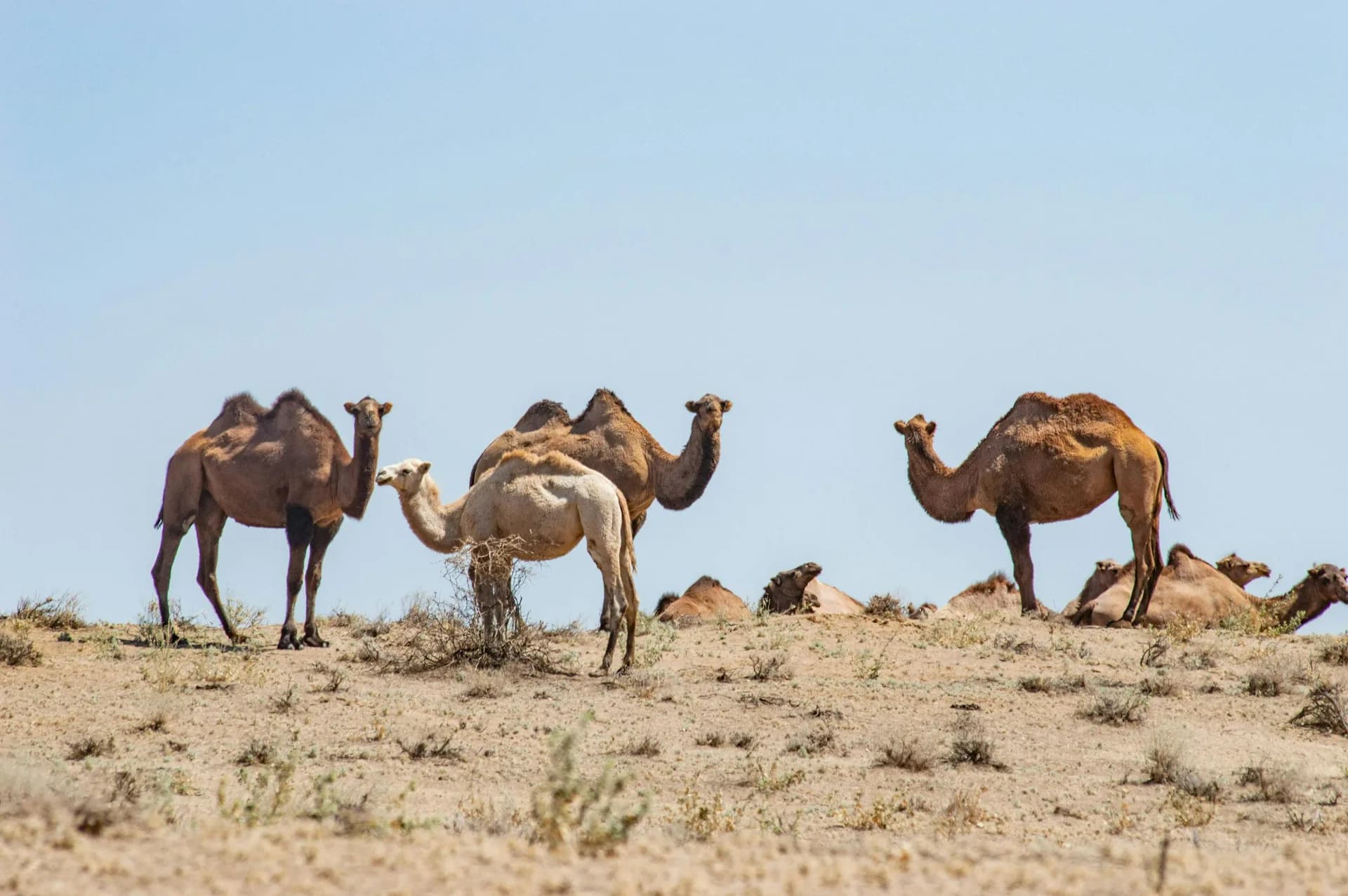 Silk Road Uzbekistan: Ancient Trade Routes and Their Modern Revival