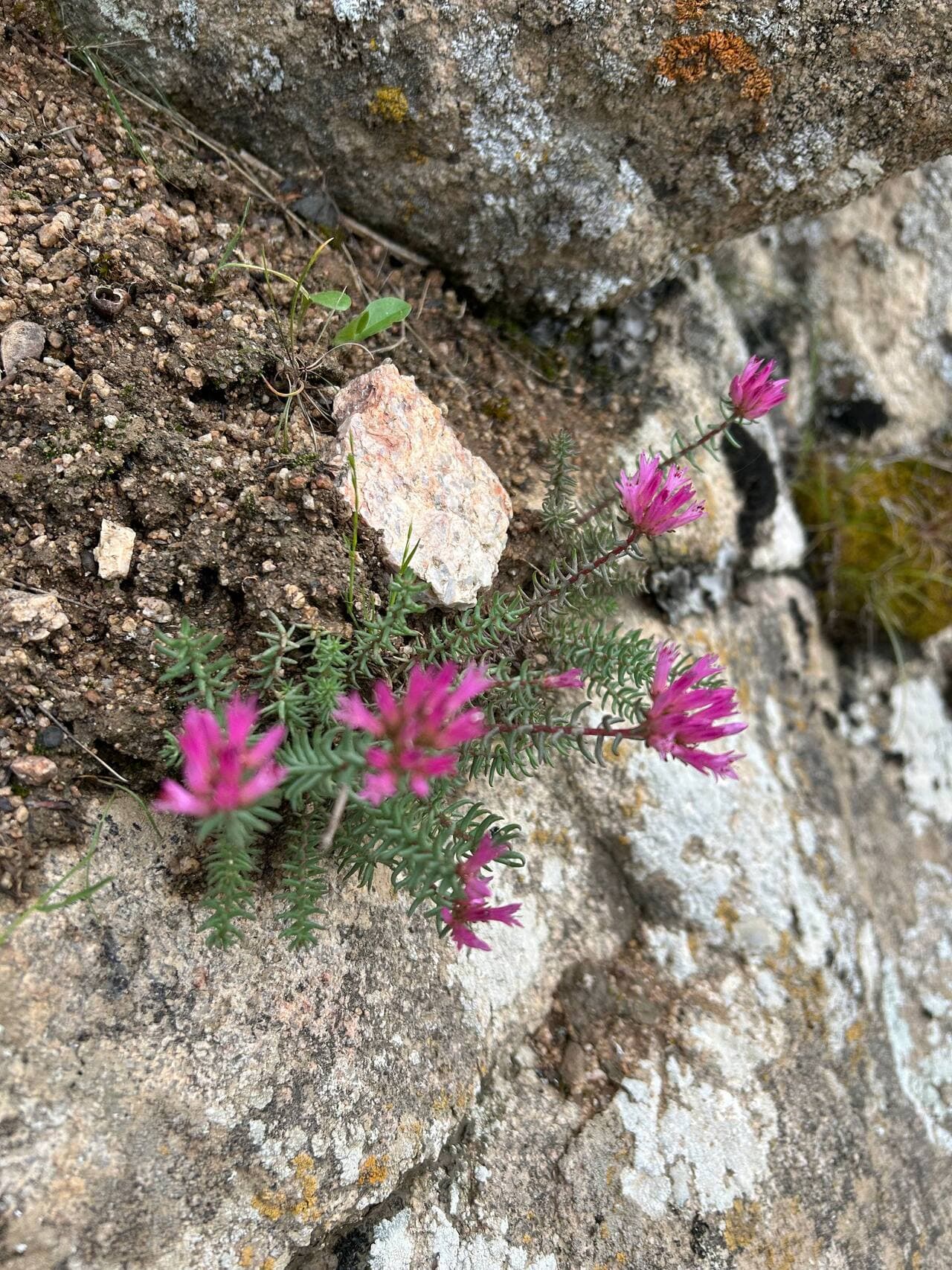 Samarkand: Nature Hike in the Ohalik Mountains with a Local Guide - Image 5